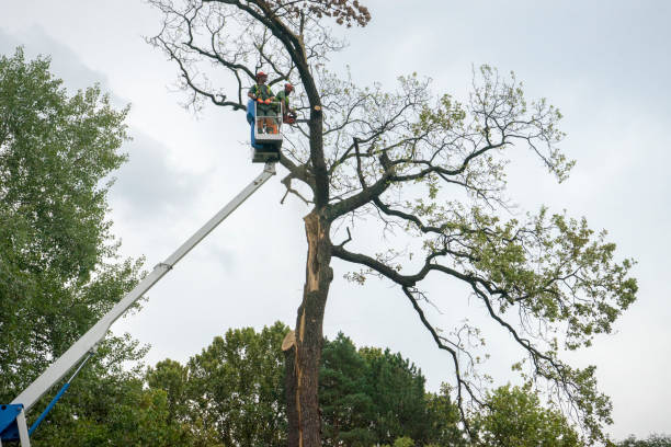 Best Storm Damage Tree Cleanup  in Hidden Hills, CA