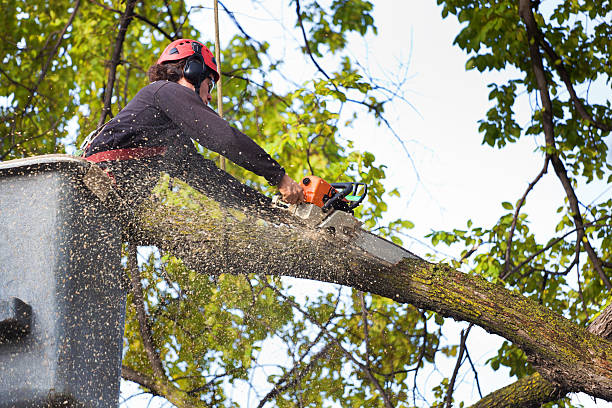 Best Firewood Processing and Delivery  in Hidden Hills, CA